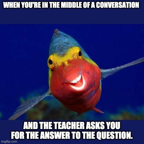 Funny fish meme