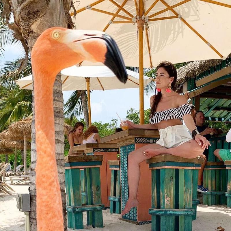 Funny flamingo photobomb