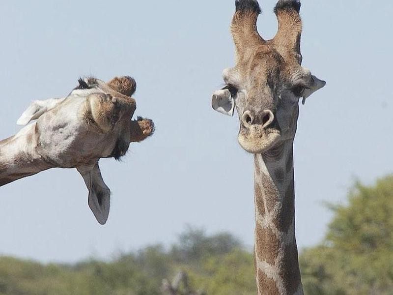 Funny giraffe picture