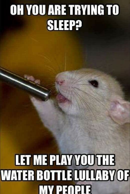 Funny hamster drinking water meme