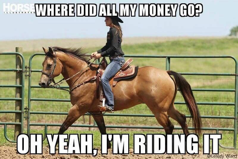 Funny horse meme: Expensive ride