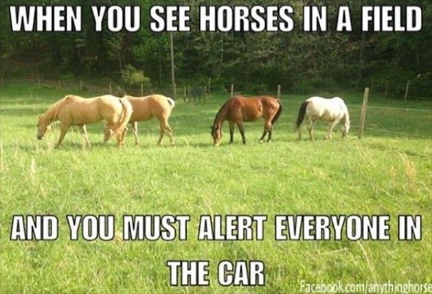 Funny horse meme: Grazing in a field