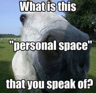 Funny horse meme: Personal space