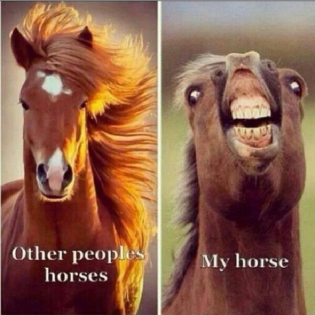 Funny horse meme: Your horse vs. other people's horses