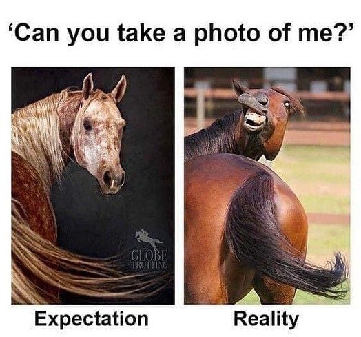 Funny horse posing