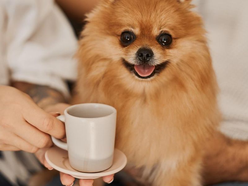 Funny Pomeranian dog and a cup of coffee