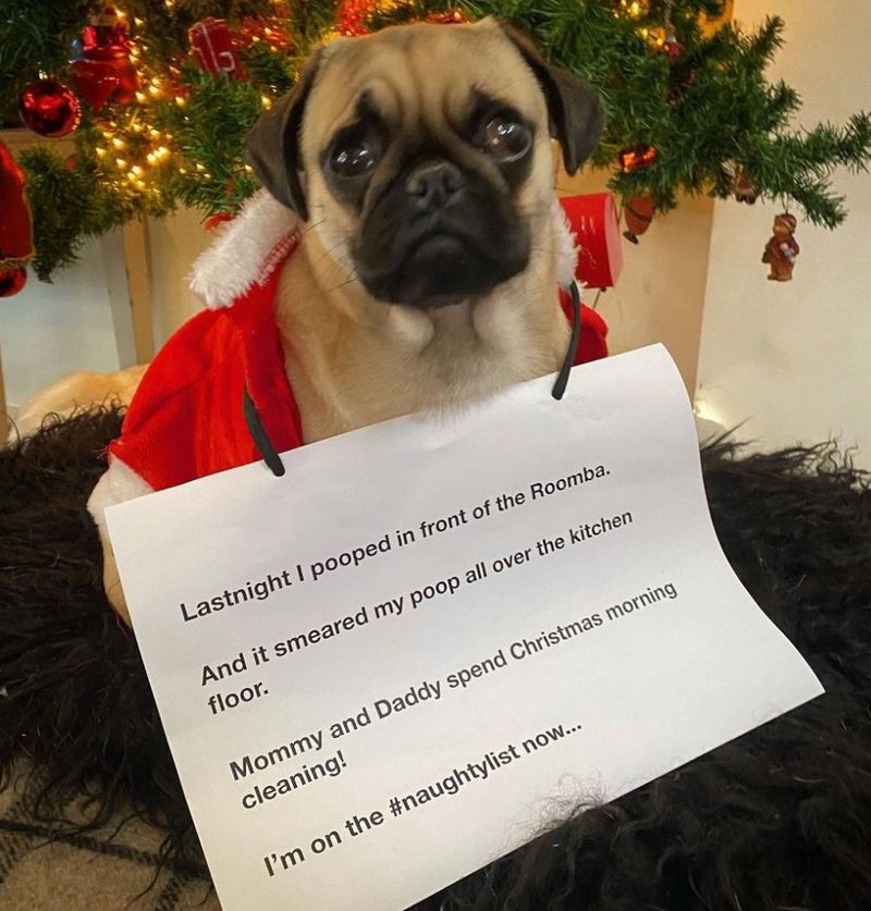 Funny pug on Christmas