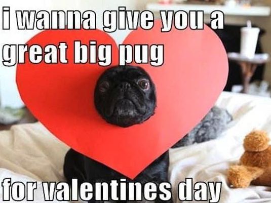 Funny pug Valentine's Day meme