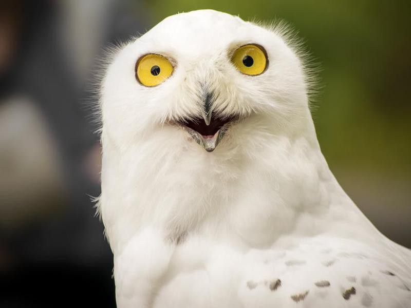 Funny white owl