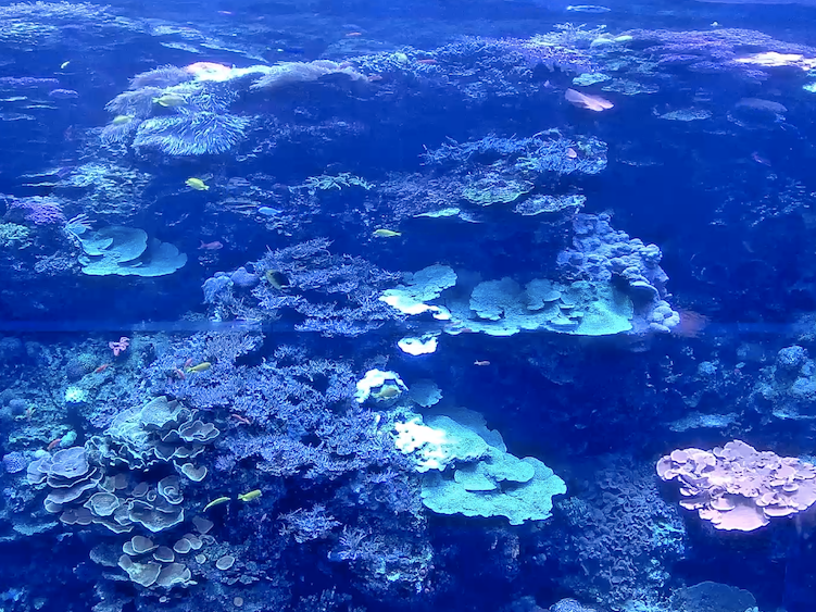 GA Aquarium webcam