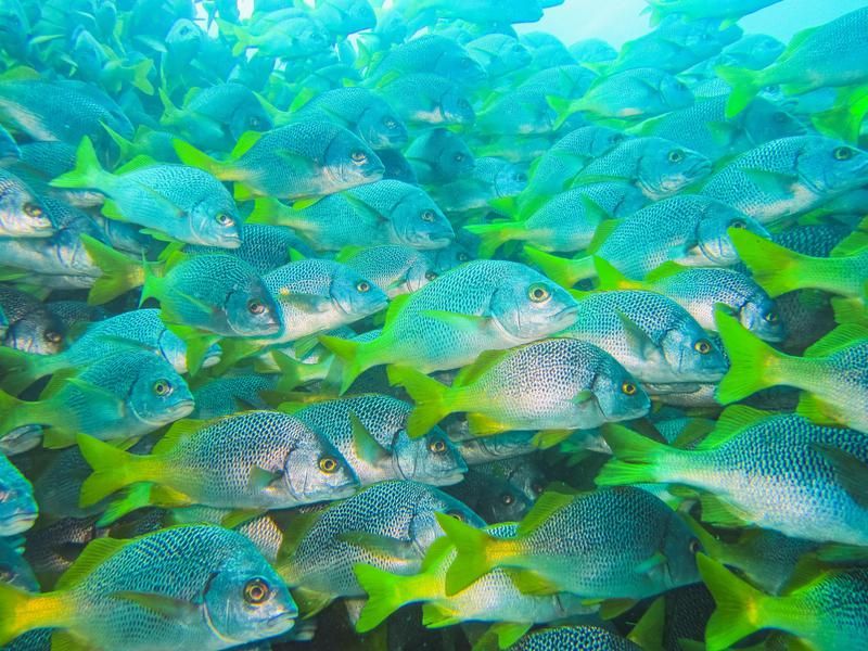 galapagos fish