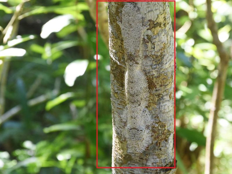 Gecko camouflaged in tree bark