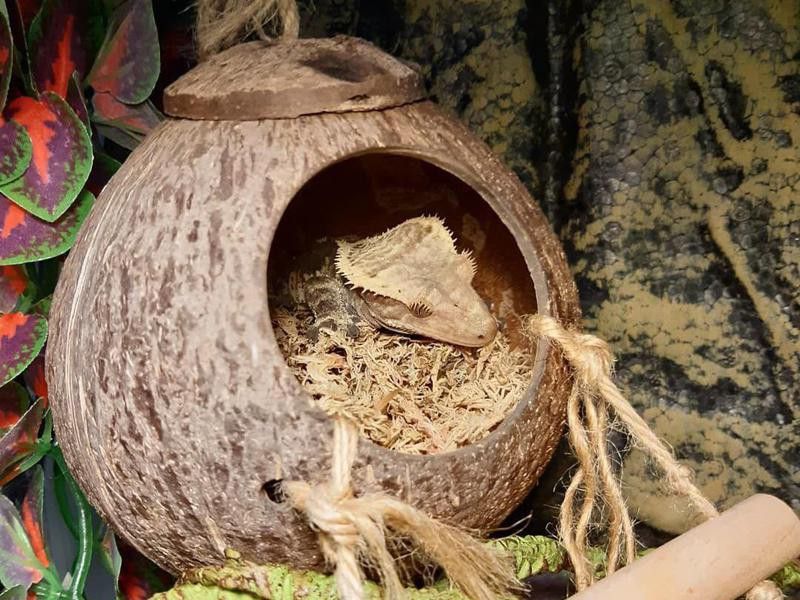 Gecko in hideaway