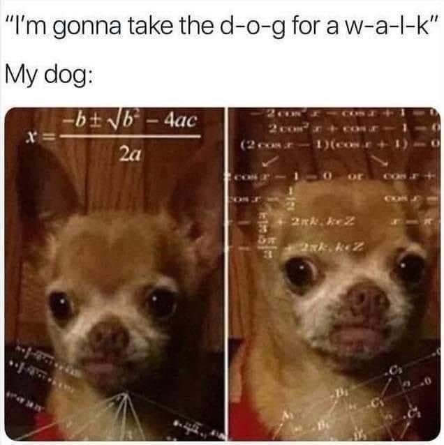 Genius dog