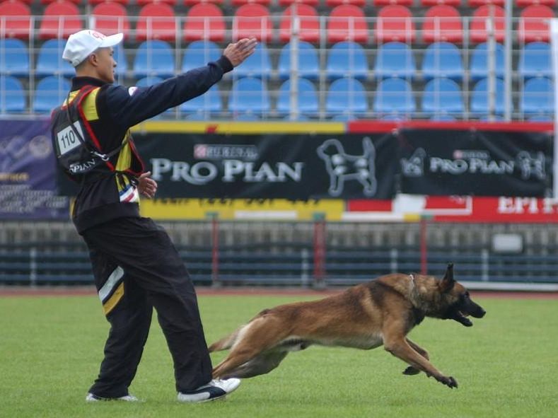 German Shepard Schutzhund