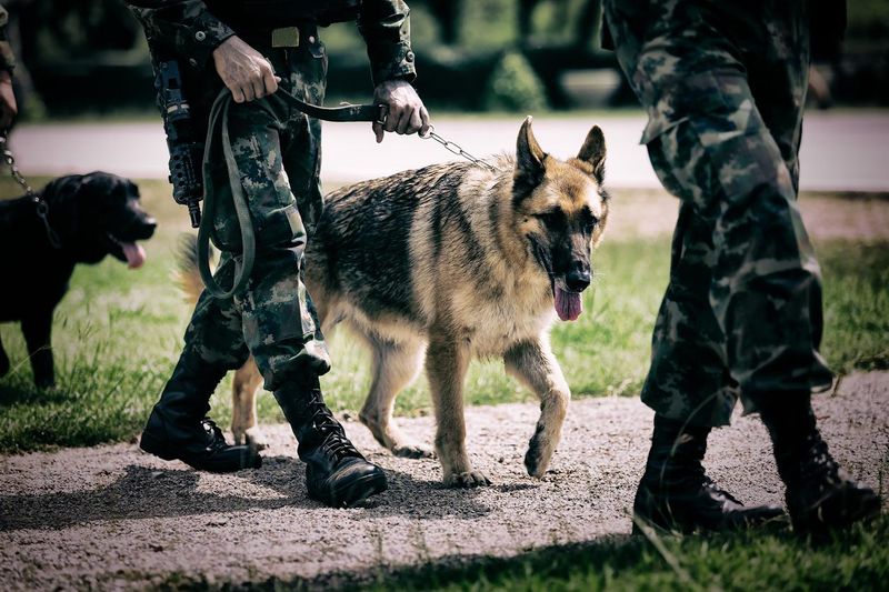 German shepherd military working dog