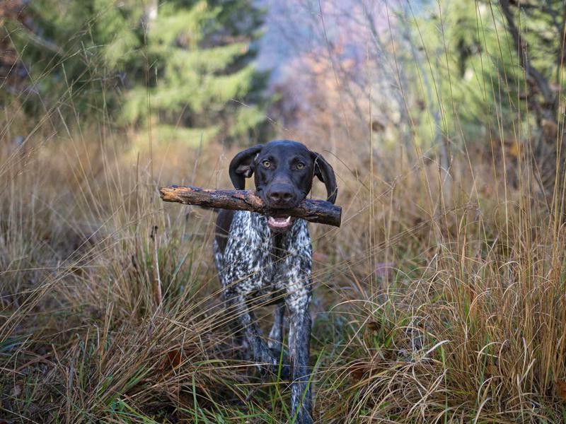 German shorthaired pointer carrying a stick