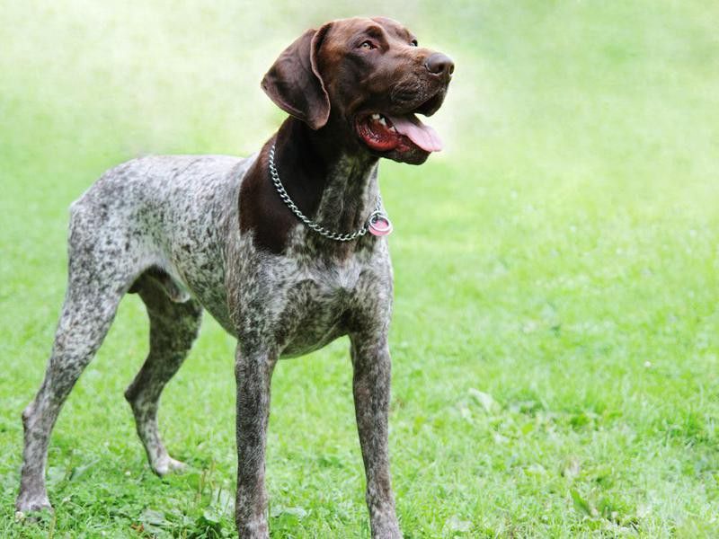 German shorthaired pointer standing