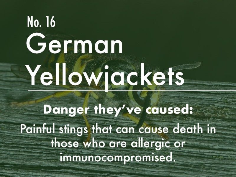 German Yellowjacket dangers
