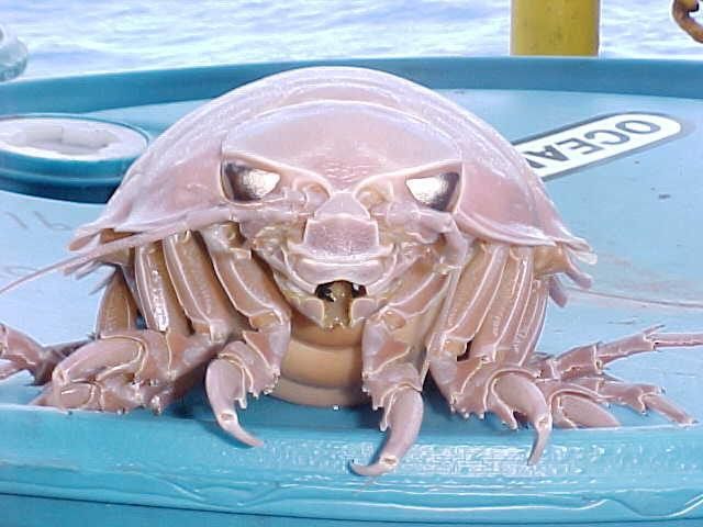 Giant Isopod Face