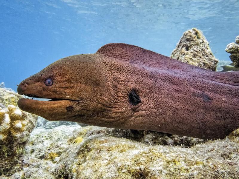 Giant Moray eel in coral reef