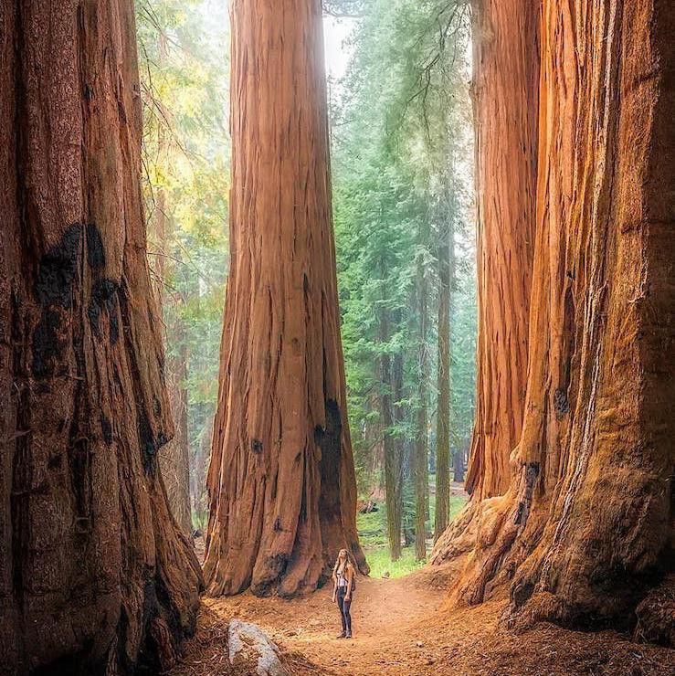 Giant sequoias at Sequoia National Park in California