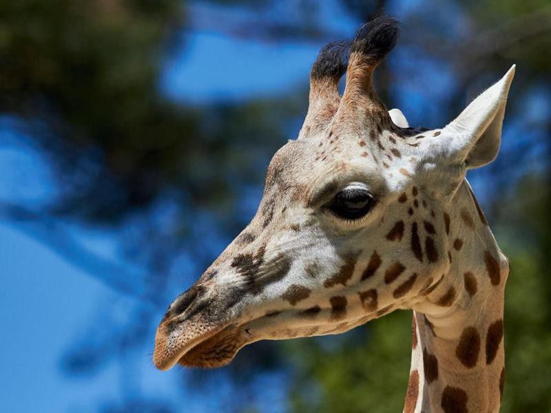 Giraffe at the Zoo de La Palmyre