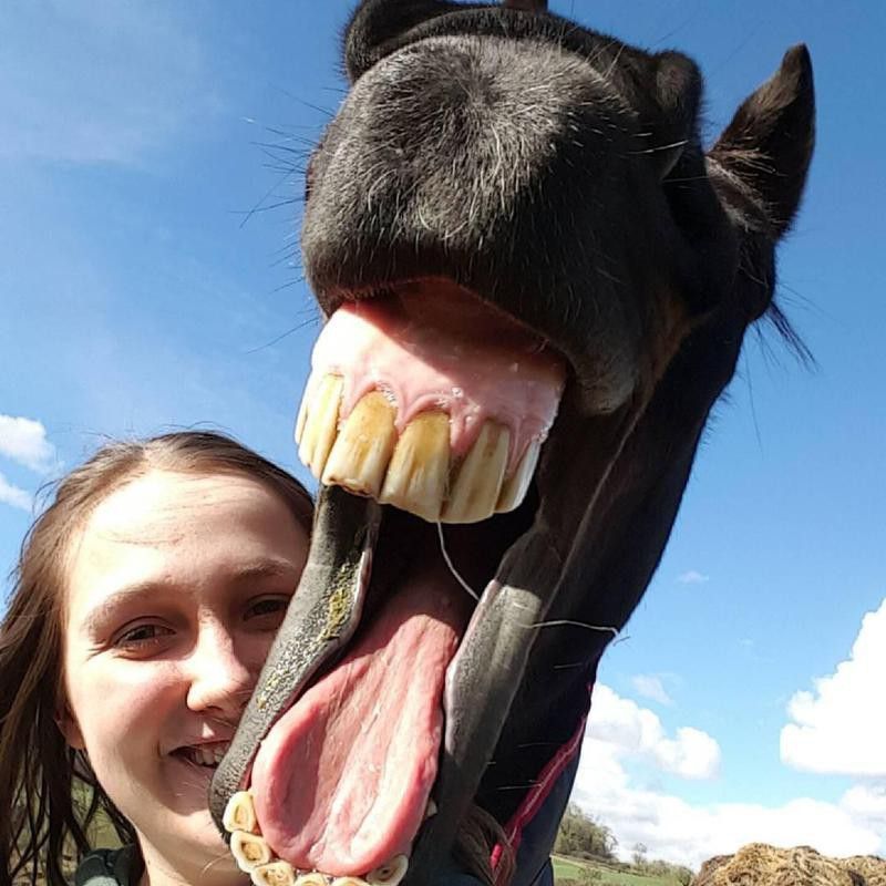 Girl Takes Selfie With Big Smiling Horse