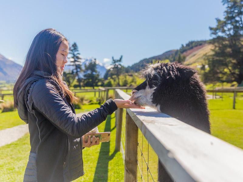 Girls feeding alpaca out of hand through fence on farm