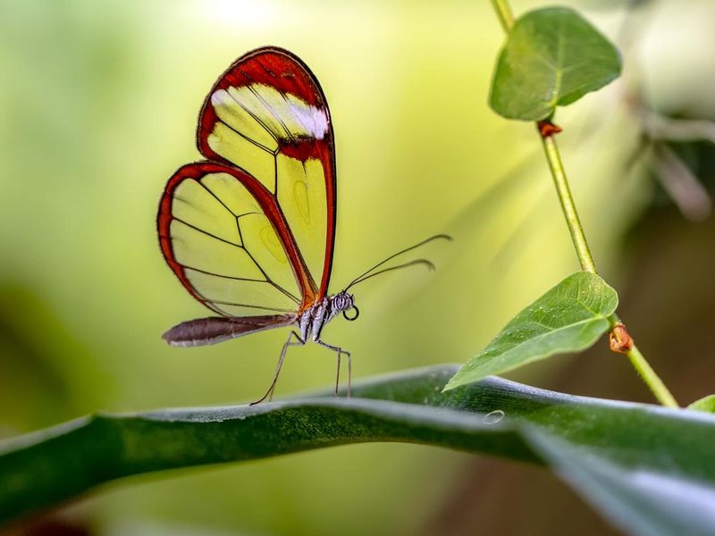 Glasswing Butterfly (Greta oto)