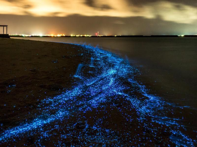 Glowing Beach in the Maldives
