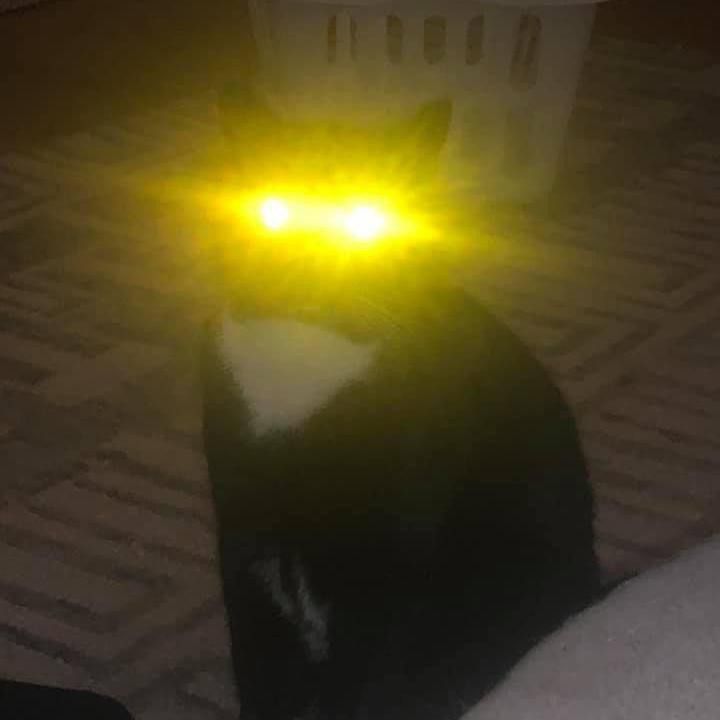 glowing eyed cat