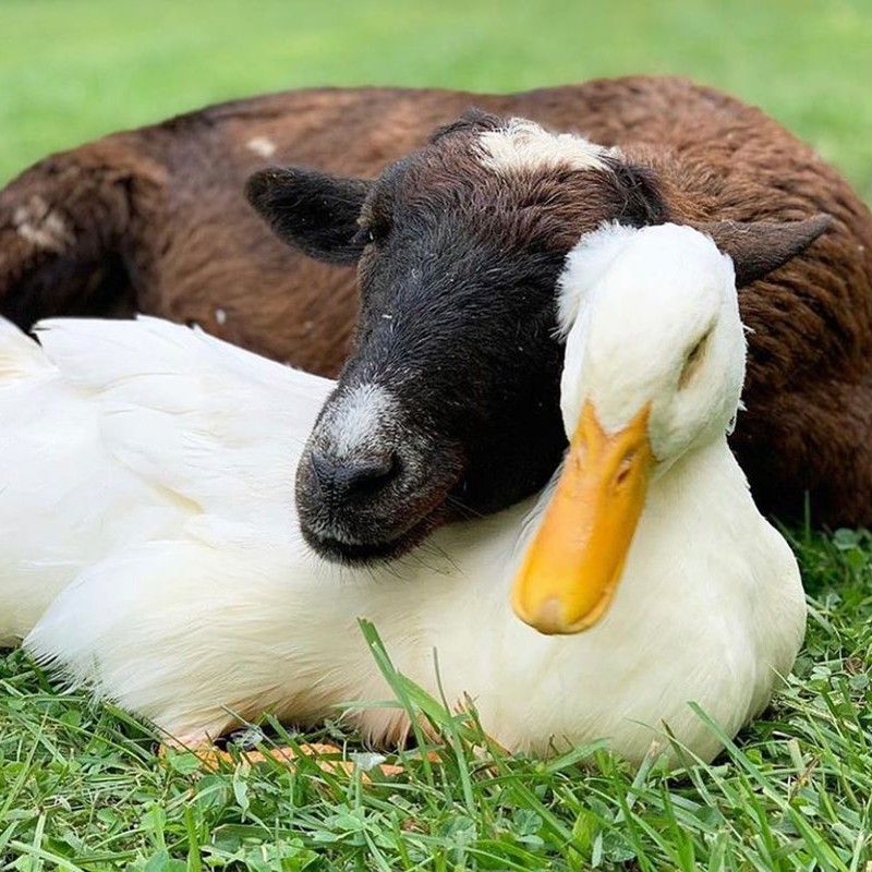 Goat and duck