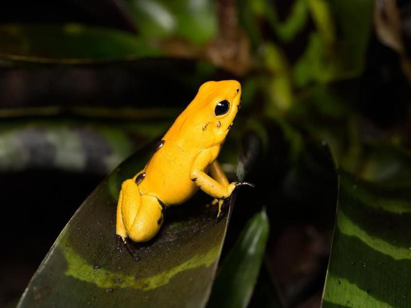 Golden poison frog in the Colombian Pacific