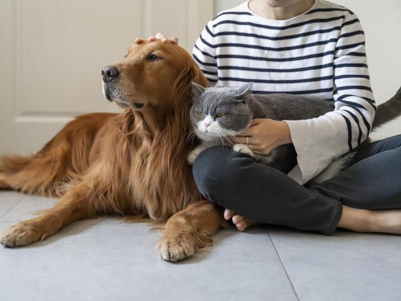 Golden Retriever and British Shorthair accompany their owner