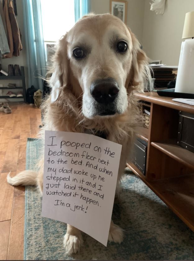 Golden retriever being dog shamed