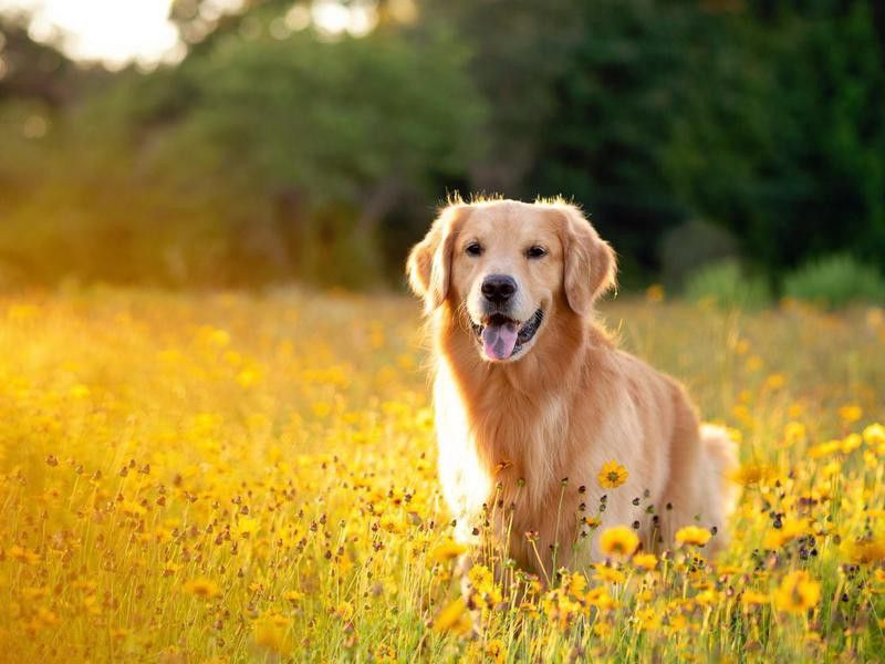 Golden Retriever in the field with yellow flowers.