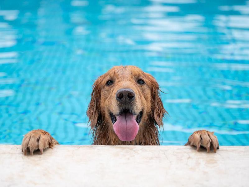 Golden retriever lying by the pool