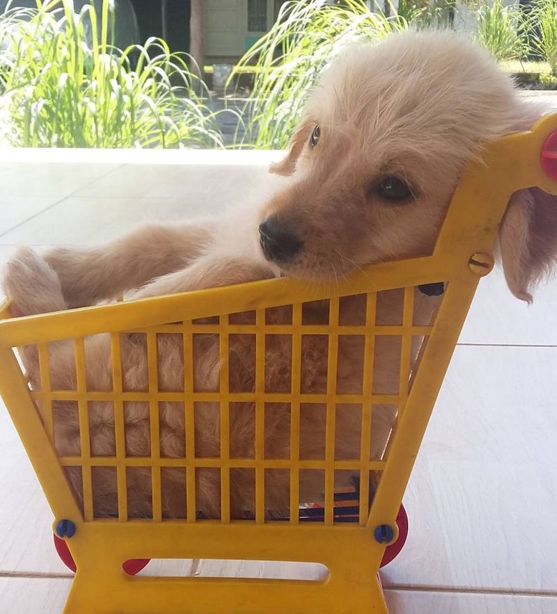 Golden retriever puppy in a cart