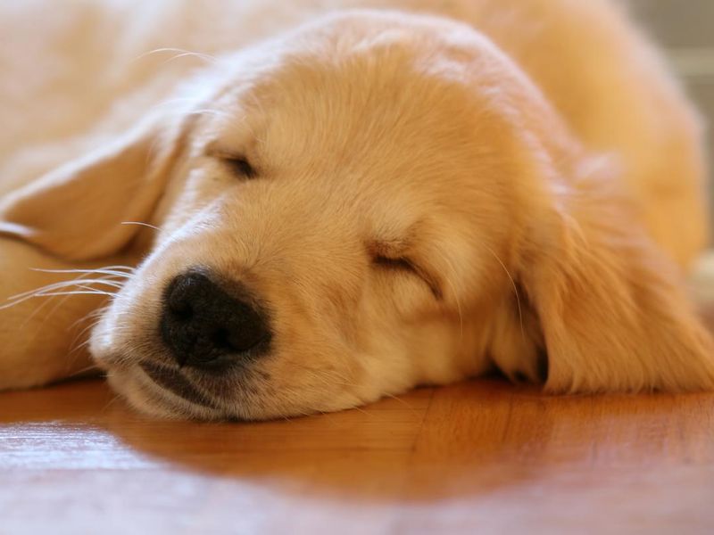 Golden retriever puppy sleeping on the wooden floor