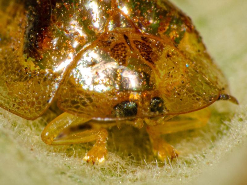 Golden Tortoise Beetle closeup