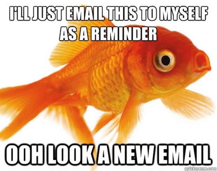 Goldfish memory meme