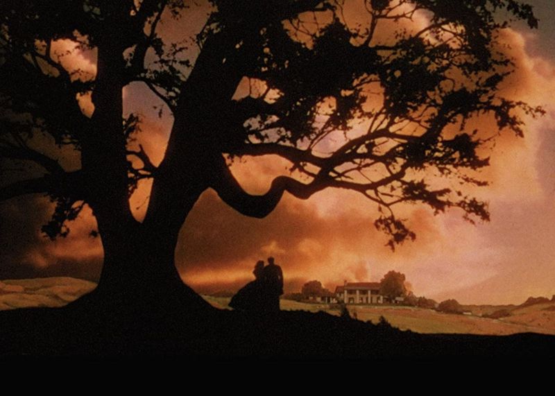 Gone with the Wind tree