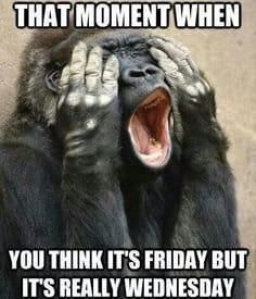 Gorilla realizing it's Wednesday not Friday meme