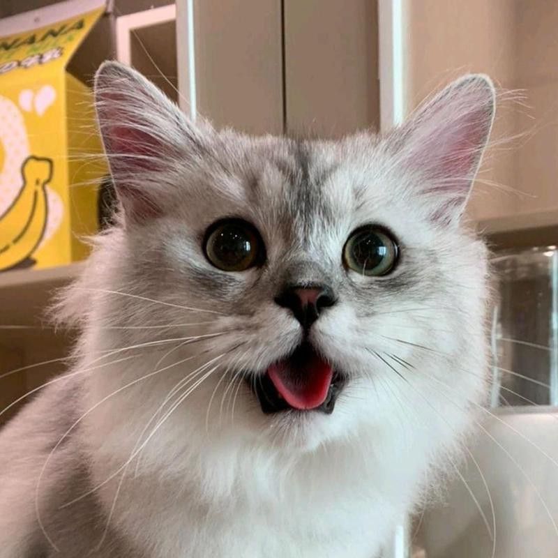 Gray cat with its tongue out