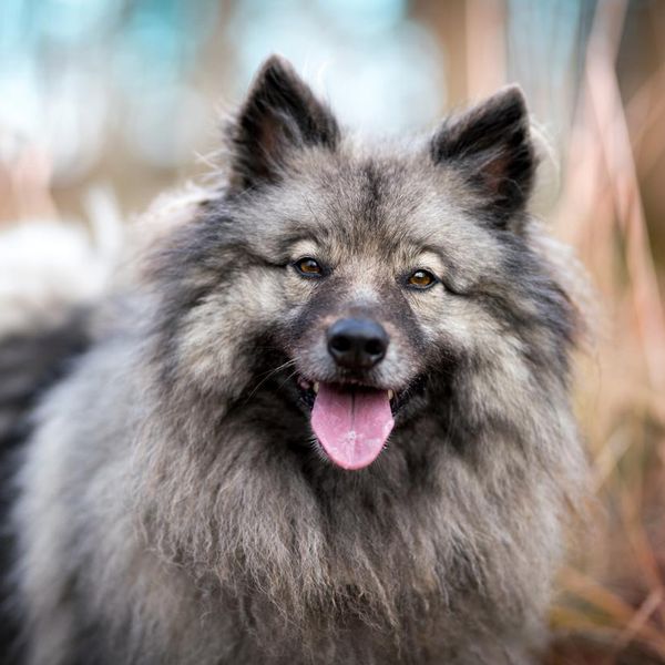 Portrait of the dog Keeshond or Wolfspitz in outdoor