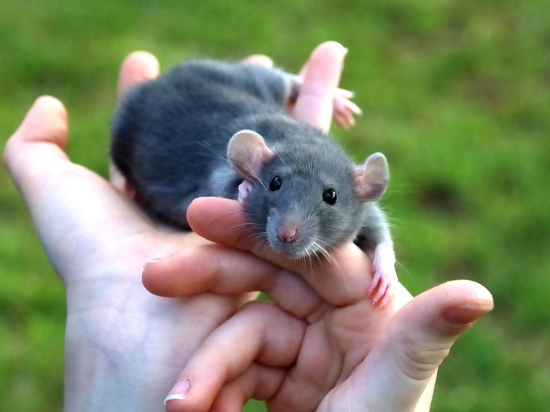 Gray rat playing in boy's hands