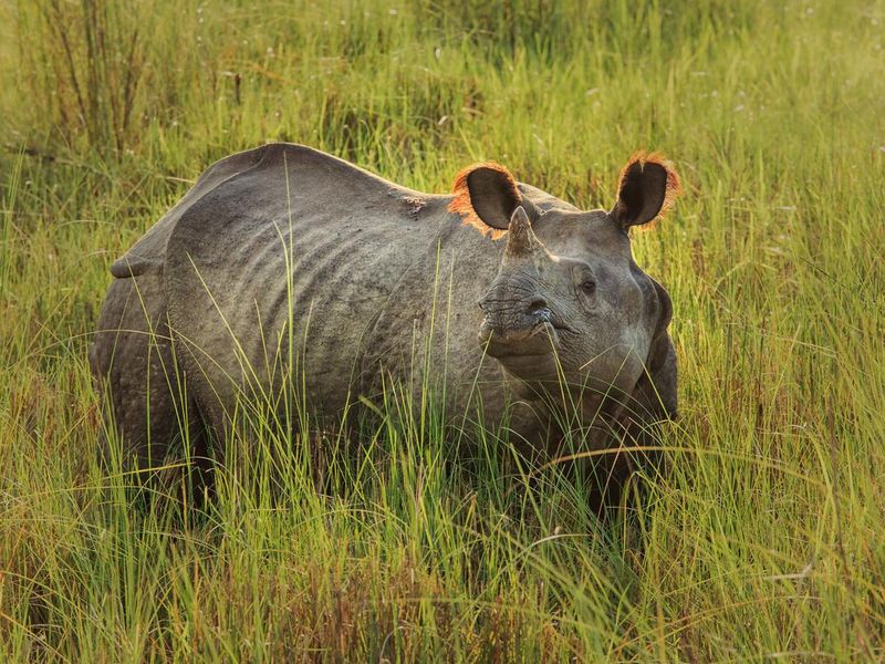 Great Indian Rhinoceros in Nepal