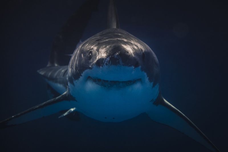 Great white shark facing the camera dead-on