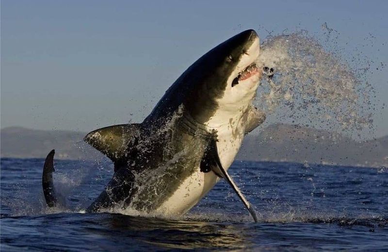 Great white shark jumping out ot the water